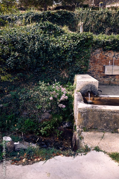 Obraz 
moncayo beech forest