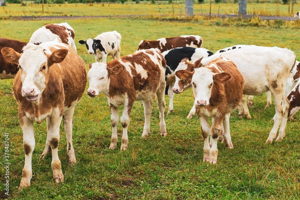 Obraz A herd of cows and calves on free grazing looks at a stranger out of curiosity
