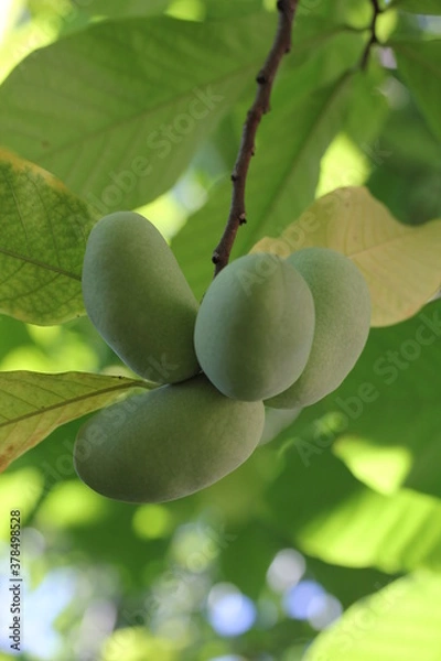 Obraz Paw Paw | Asimine