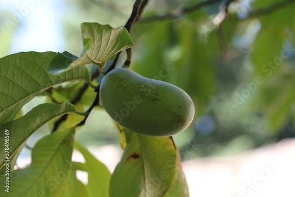 Obraz Paw Paw | Asimine