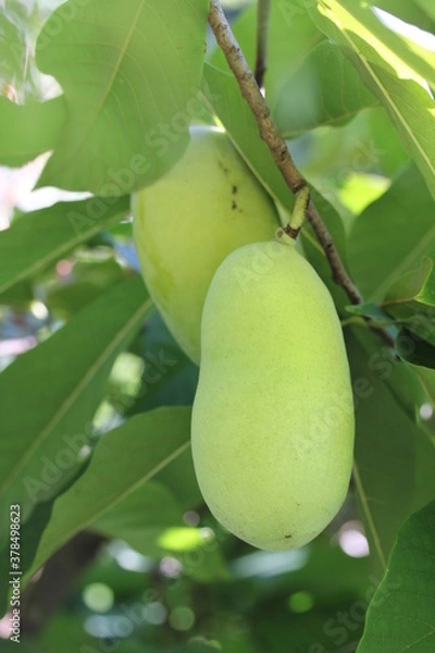 Obraz Paw Paw | Asimine