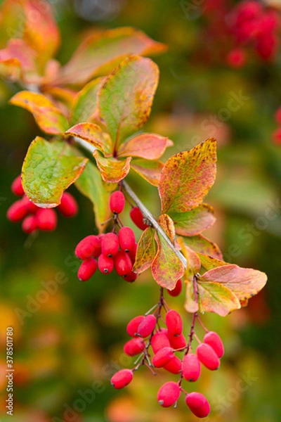 Obraz Berberis branch with fresh ripe berries on blurred background. Selective focus