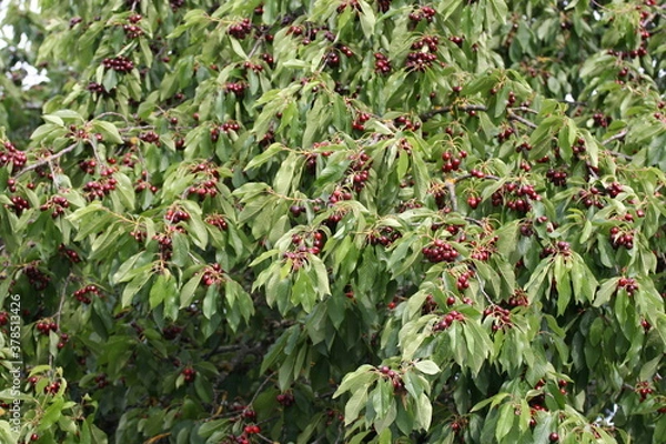 Fototapeta Cherry | Cerise