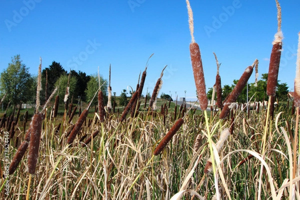 Obraz Roseaux urbains