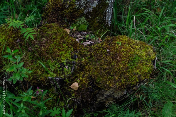 Fototapeta fluffy curly green moss on an old tree stump in the forest