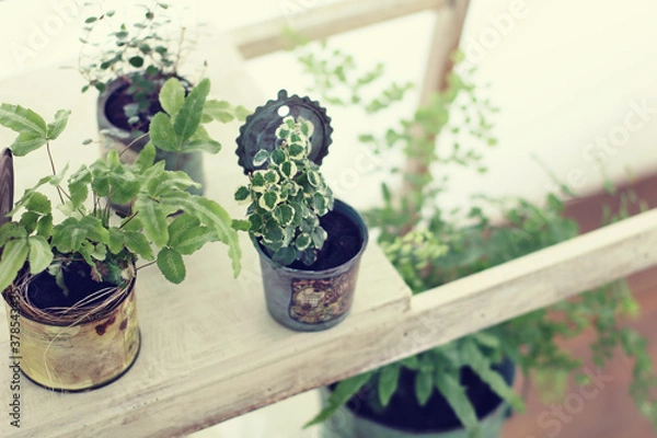 Obraz DIYの木の棚とインドアグリーンのイメージ写真