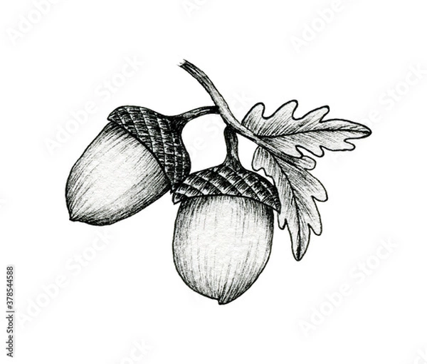 Obraz acorns on a branch isolated on white, black and white ink drawing of autumn acorns and oak leaves, vintage autumnal line art illustration, botanical black sketch
