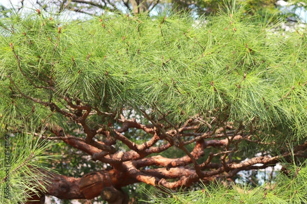 Fototapeta 松 松の木 グリーン 鮮やか