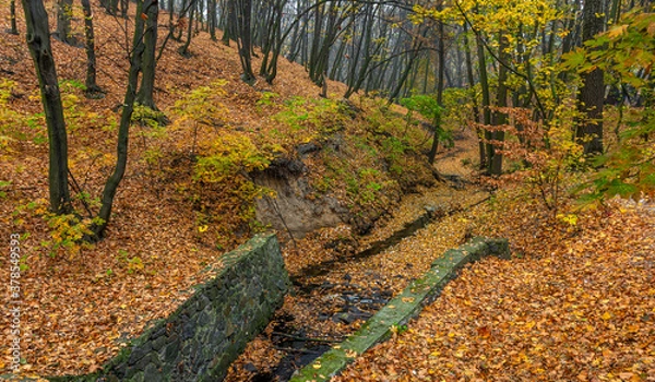 Fototapeta A forest stream meandering like a snake flows along the bottom of the ravine, covered with autumn leaves!