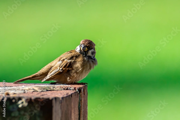 Fototapeta Meadow pipit bird with beautiful nature background