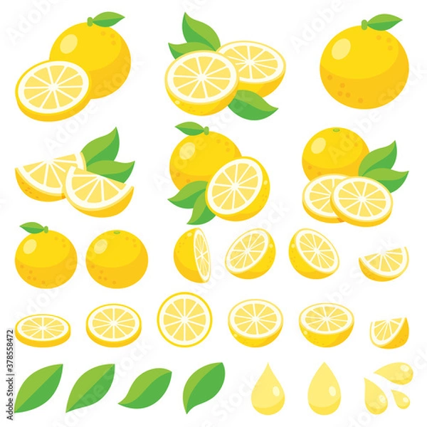 Fototapeta カットされたグレープフルーツ、新鮮なグレープフルーツのベクターイラスト