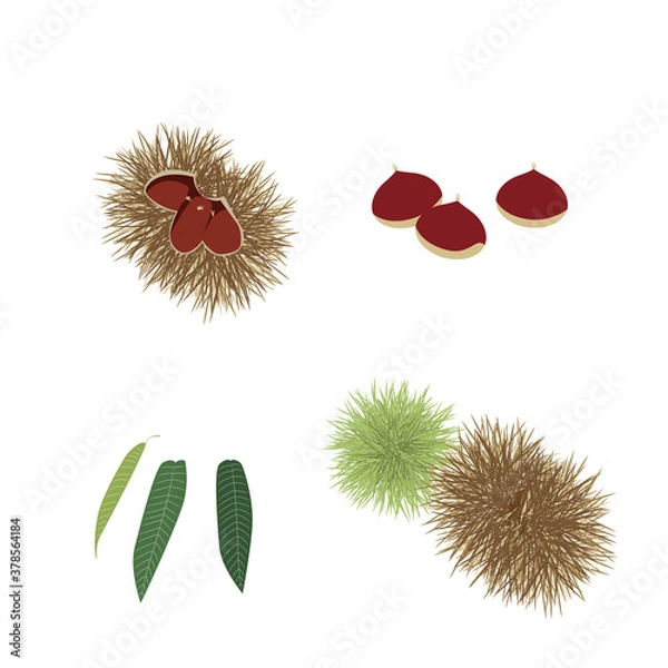 Obraz 栗といが栗のセット