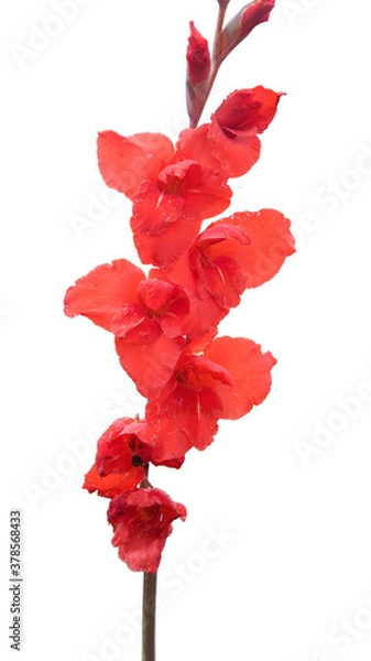 Obraz red gladiolusr isolated on white