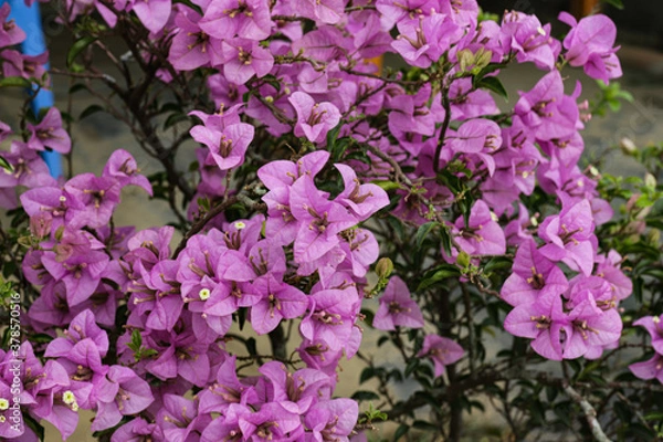 Obraz flowers in the garden