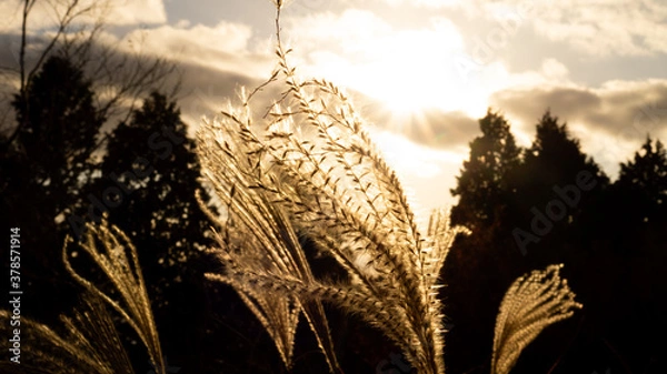 Fototapeta 黄金色に輝くすすき