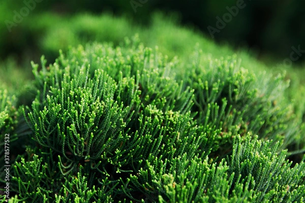 Fototapeta Juniper Mint Julep close up, coniferous plant, background. Selective focus.