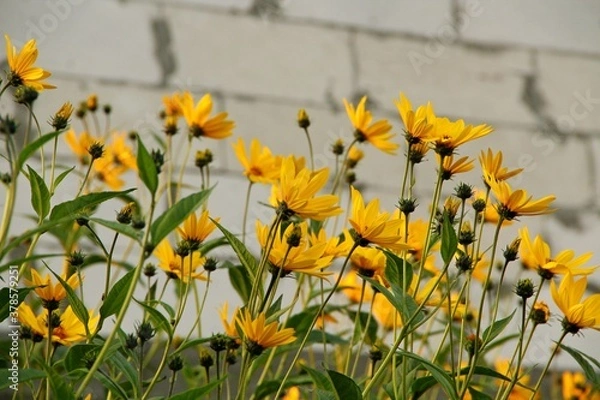 Obraz yellow flowers on the grass,  цветы тапинамбура