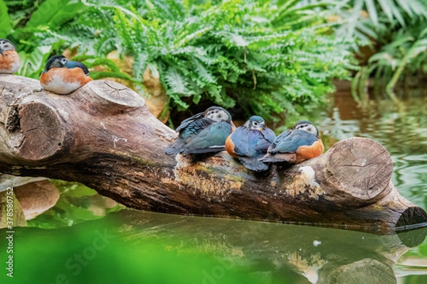 Obraz African pygmy goose (Nettapus auritus)