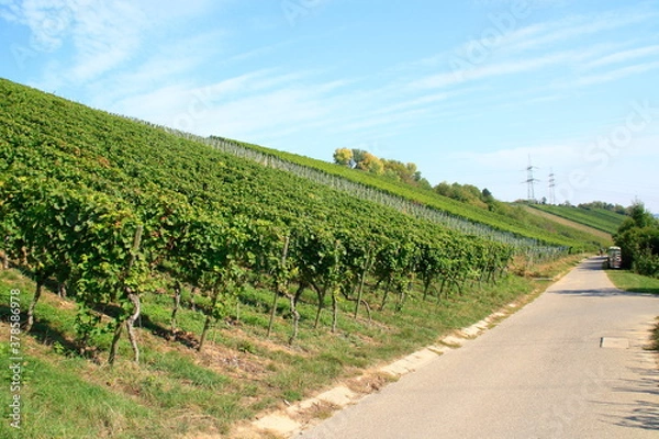 Obraz Blick in einen Weinberg bei Besigheim am Neckar