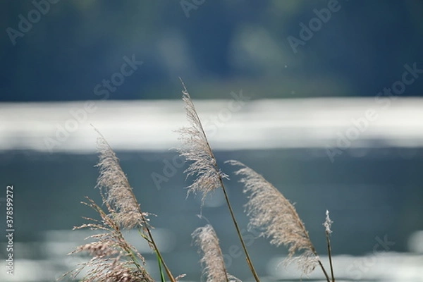Fototapeta reeds in winter