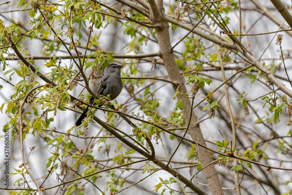 Obraz Gray Catbird sitting in a tree singing away