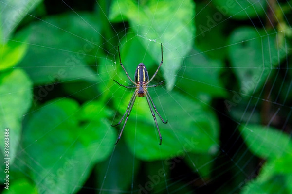 Obraz spider web insect nepal