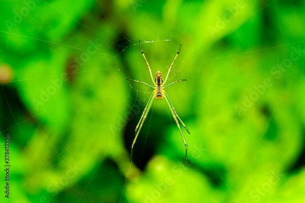 Obraz spider web insect nepal