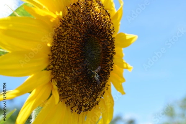 Obraz ひまわりと蜂