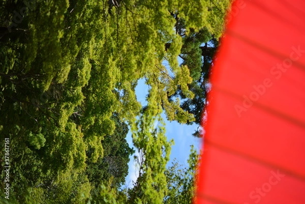 Fototapeta 和傘と森と