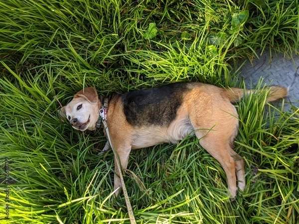 Obraz dog on grass