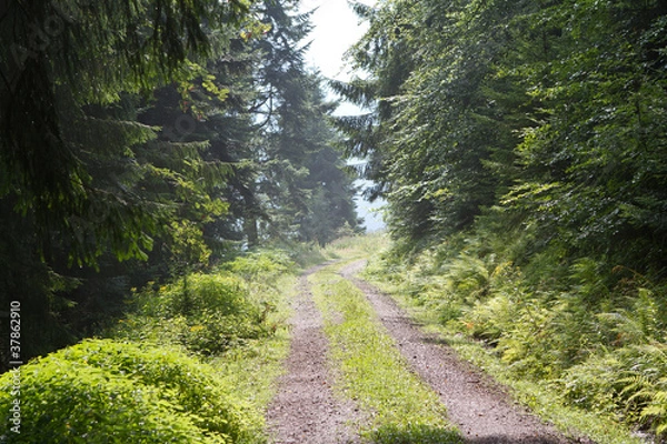 Fototapeta Schwarzwald 3909