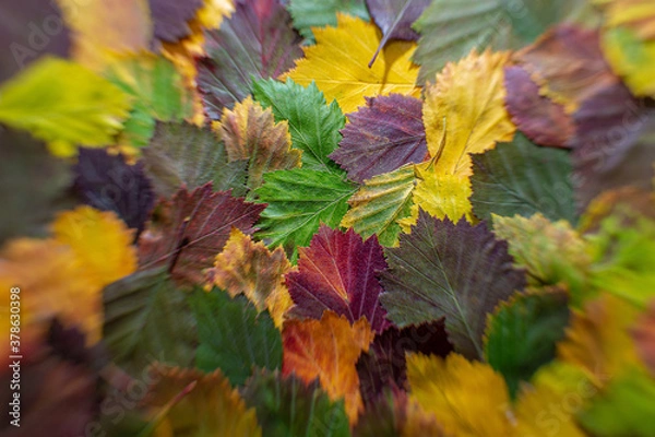 Fototapeta 
pattern of colorful autumn leaves