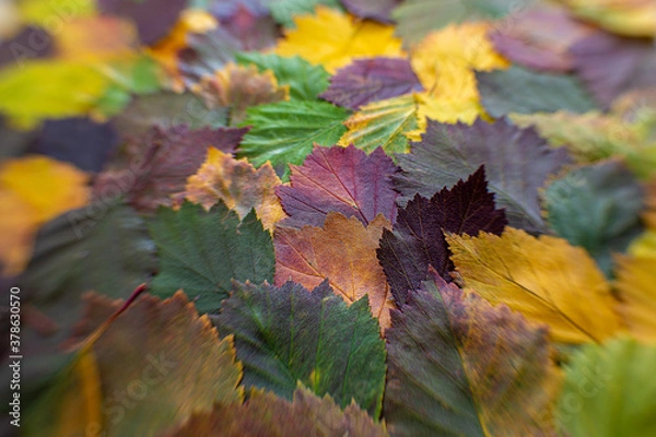 Fototapeta 
pattern of colorful autumn leaves