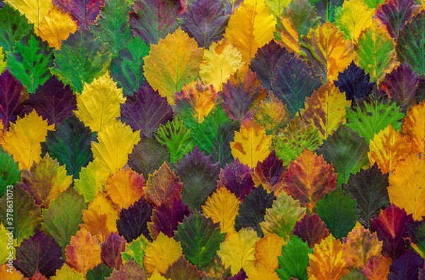 Fototapeta 
pattern of colorful autumn leaves