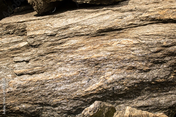 Fototapeta tree bark texture