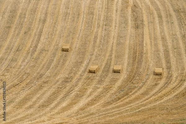 Obraz Harvest on Field