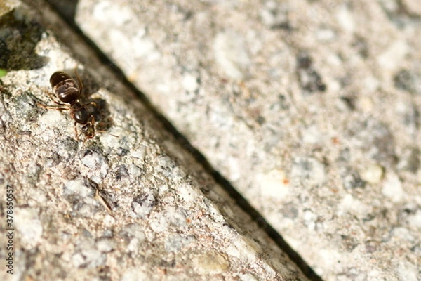 Fototapeta Große Ameise auf Terrasse