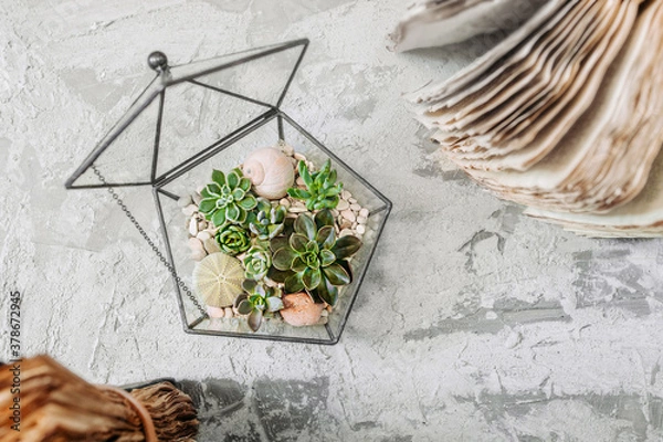 Fototapeta geometric glass vase with succulents, cactuses, stones and shells on gray cement table with old books. Scandinavian home decor, top view, selective focus