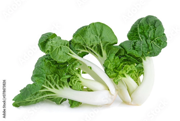 Fototapeta mini bok choy or bok choy isolated on white background