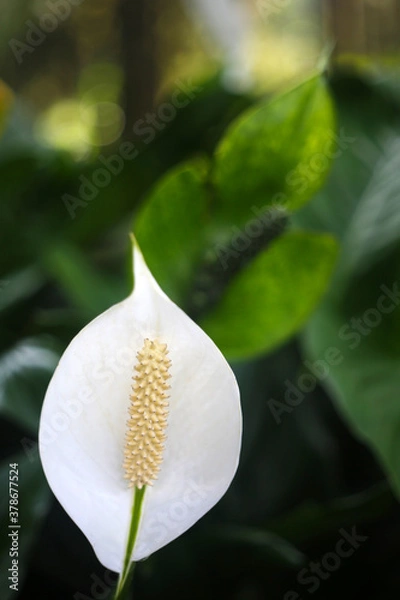 Fototapeta The white Anthurium flowers stand upright in front of the green background, which is particularly white and eye-catching