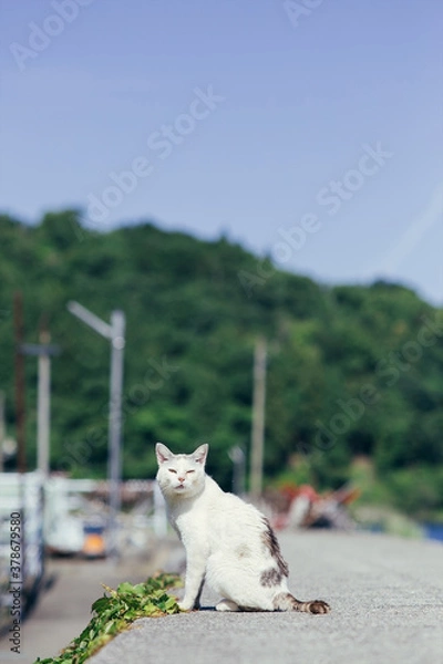 Fototapeta 沖島の港の猫