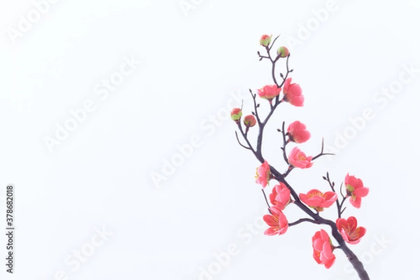 Fototapeta close up pink cherry branch on white