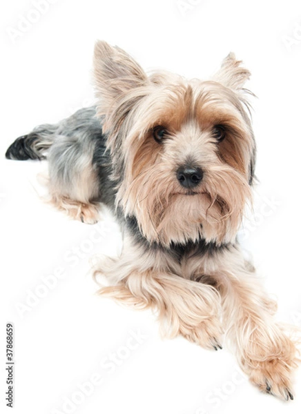 Fototapeta Yorkshire puppy