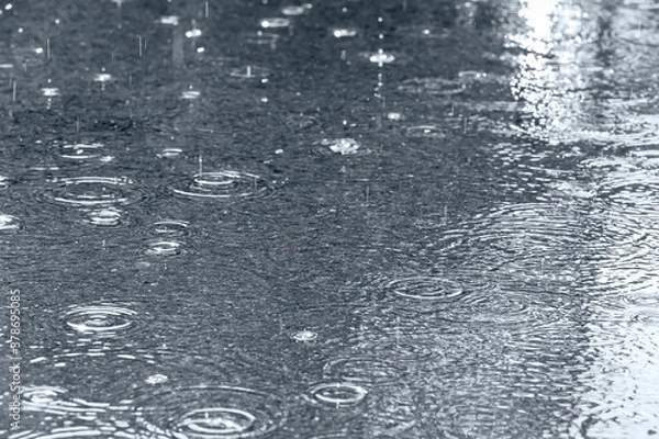 Fototapeta ripples from the raindrops on asphalt. raindrops rippling in a puddle. blue toned image