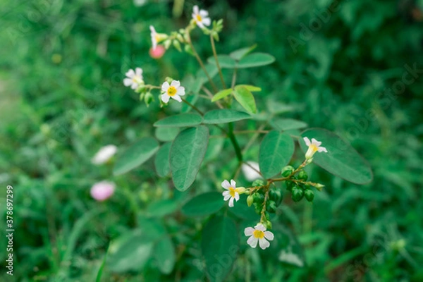 Obraz flowers in the meadow