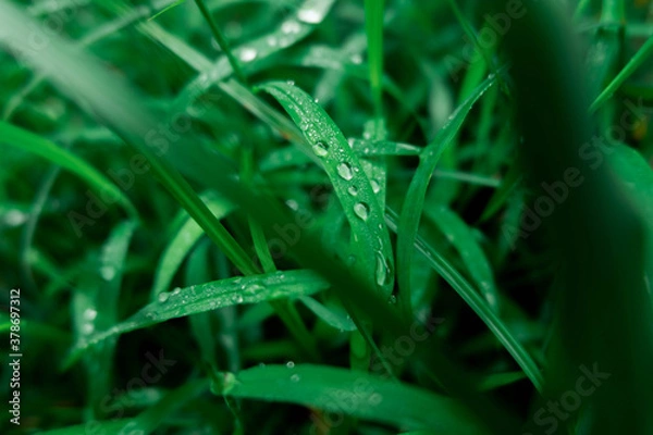 Obraz dew drops on grass
