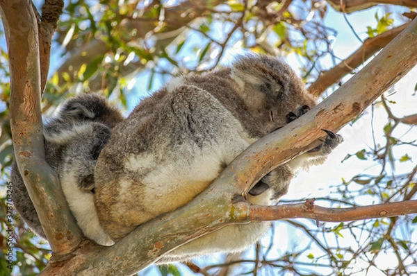 Fototapeta A cute koala and its joey sleeping in the fork of a native gum tree.This arboreal Australian marsupial has a slow metabolism rate and sleeps for 20 hours a day. It looks bear-like, but is not a bear.