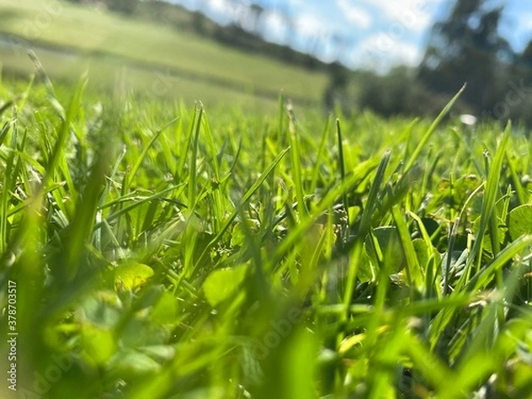 Obraz green grass background