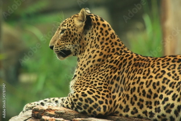 Obraz Sri Lankan Leopard