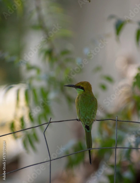 Obraz bee-eater